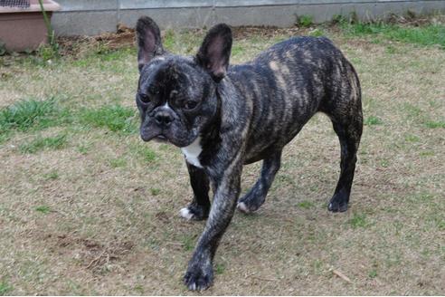 成約済の茨城県のフレンチブルドッグ-136992の2枚目